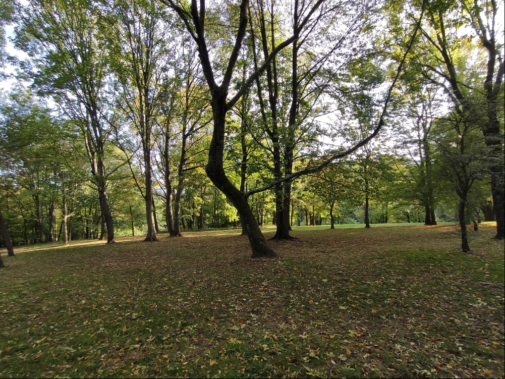 Arbre grand angle