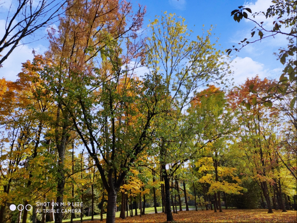 Arbres