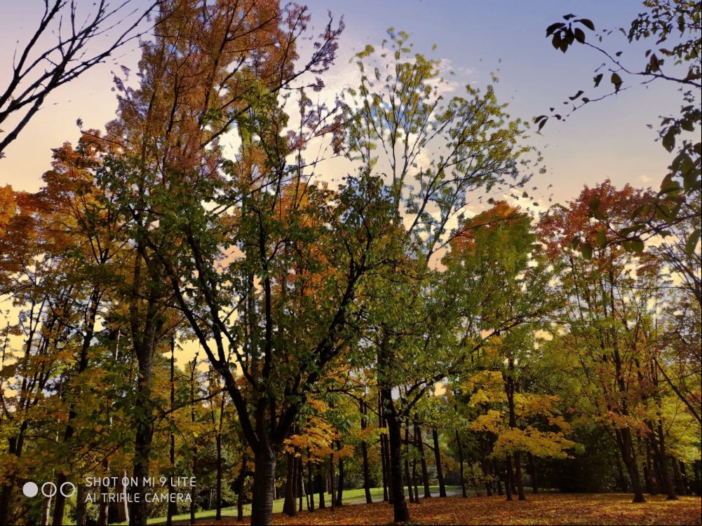 Arbres